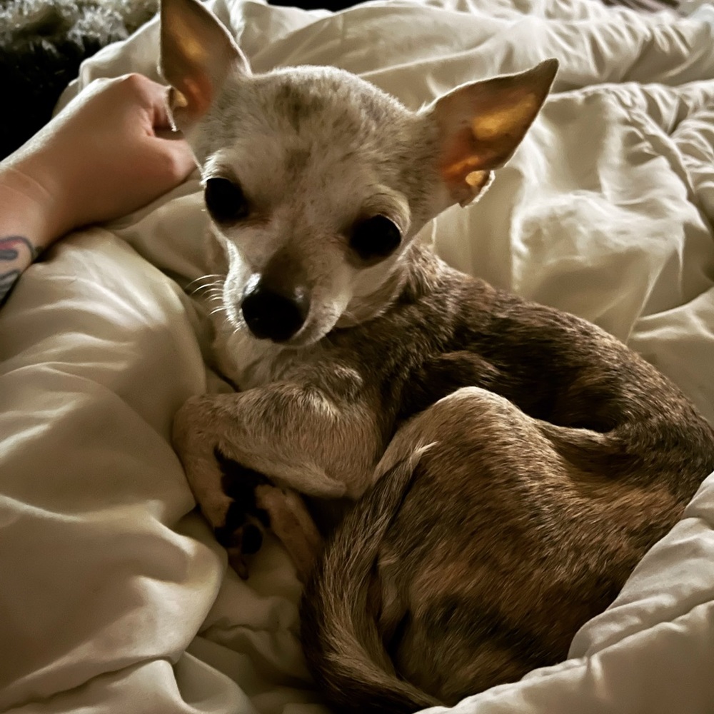 HELP! My 14 yr old dog, Piggy has severe heart disease. Help keep her alive!🤍🐶